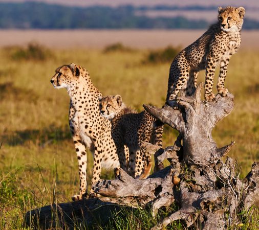 catsfamily_serengetipark_gogiraffesafaris